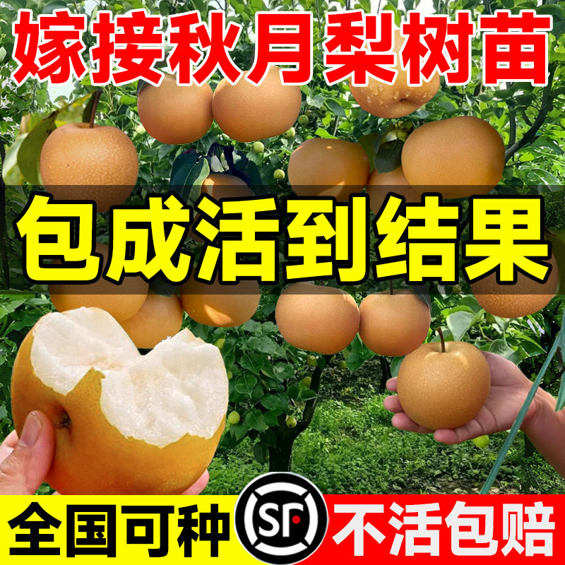 正宗梨树果苗秋月皇冠黄金图片