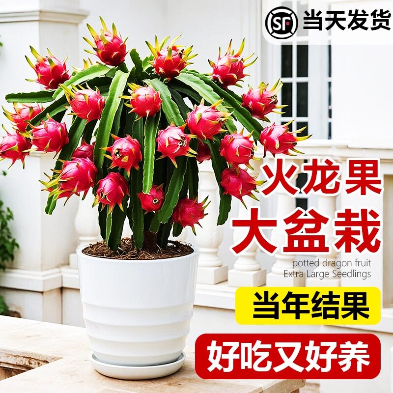 火龙果树苗盆栽四季结果南北方种植爬藤燕窝红心火龙果苗当年结果