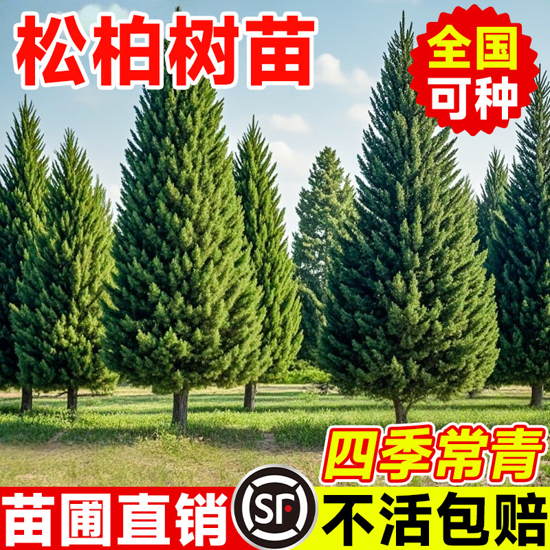 松树树苗柏树坟地墓前树图片