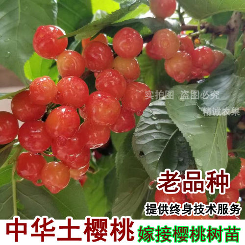 嫁接樱桃中国土苗黄美小树苖蜜