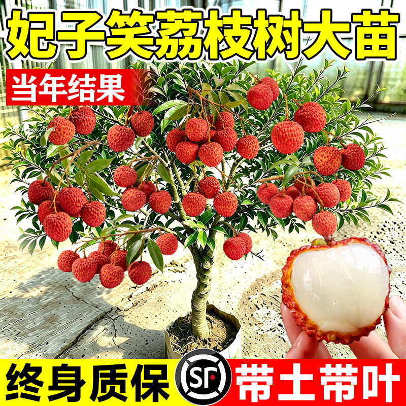 荔枝树苗嫁接果树南北方庭院种植图片