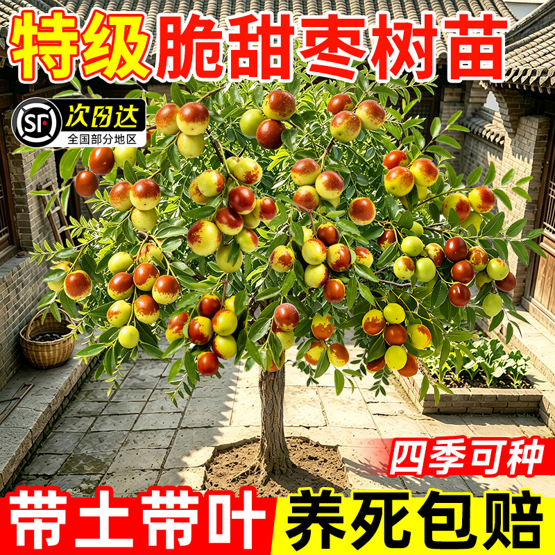 枣树活苗大枣超甜带土球南北方沾化冬枣大树矮化嫁接苗超甜特大号