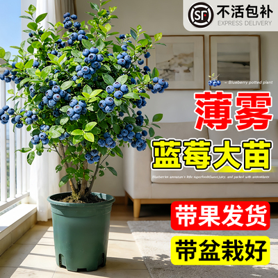 蓝莓树果苗盆栽带大果薄雾蓝莓苗
