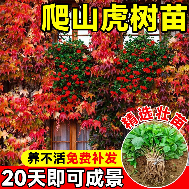 爬山虎树苗爬藤植物四季常青图片