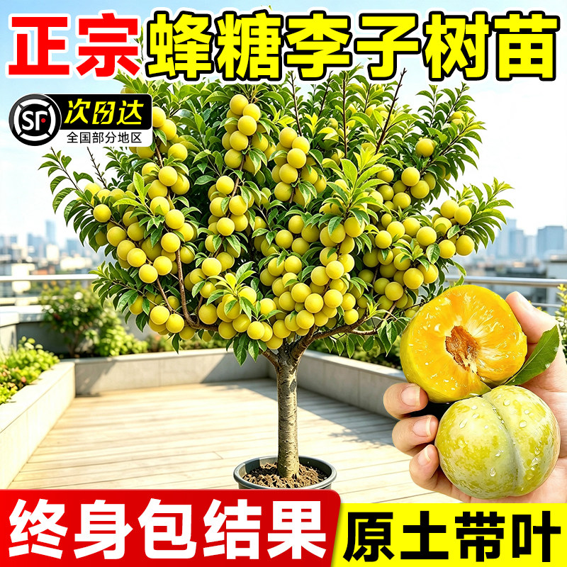 嫁接蜂糖李子树苗正宗特大盆栽