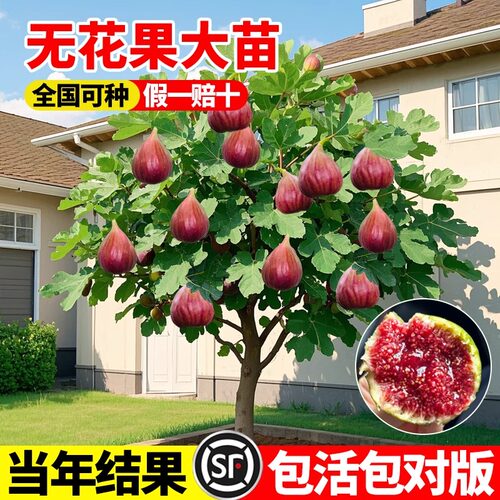 无花果树苗特大波姬红格莱