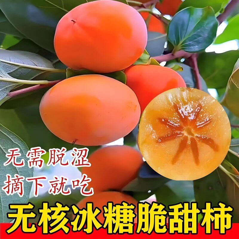 柿子苗树地栽盆栽嫁接脆甜无核南北方种植特大当年结果柿子树果苗图片