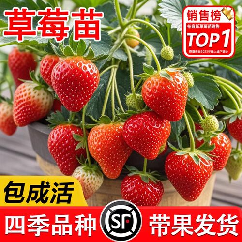 四季草莓苗盆栽食用超甜带土带盆阳台南北方露天种植超大苗果树苗