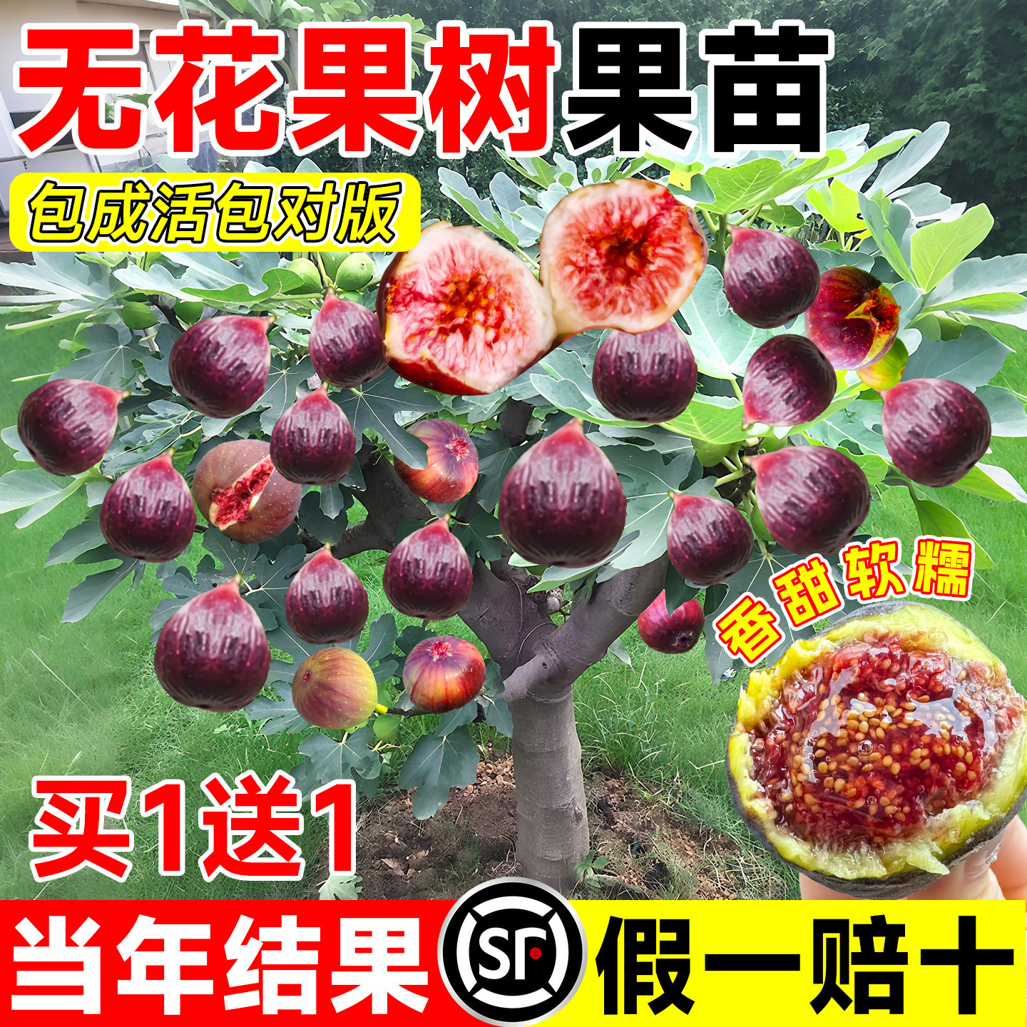 无花果树果苗特大果盆栽南北种植图片