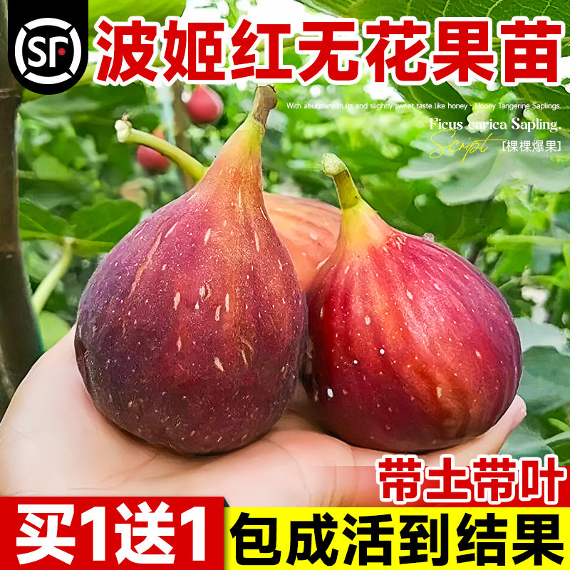 无花果树果苗特大果带叶盆栽矮化图片