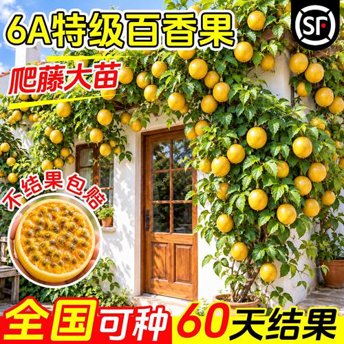 黄金百香果树苗钦蜜9号正