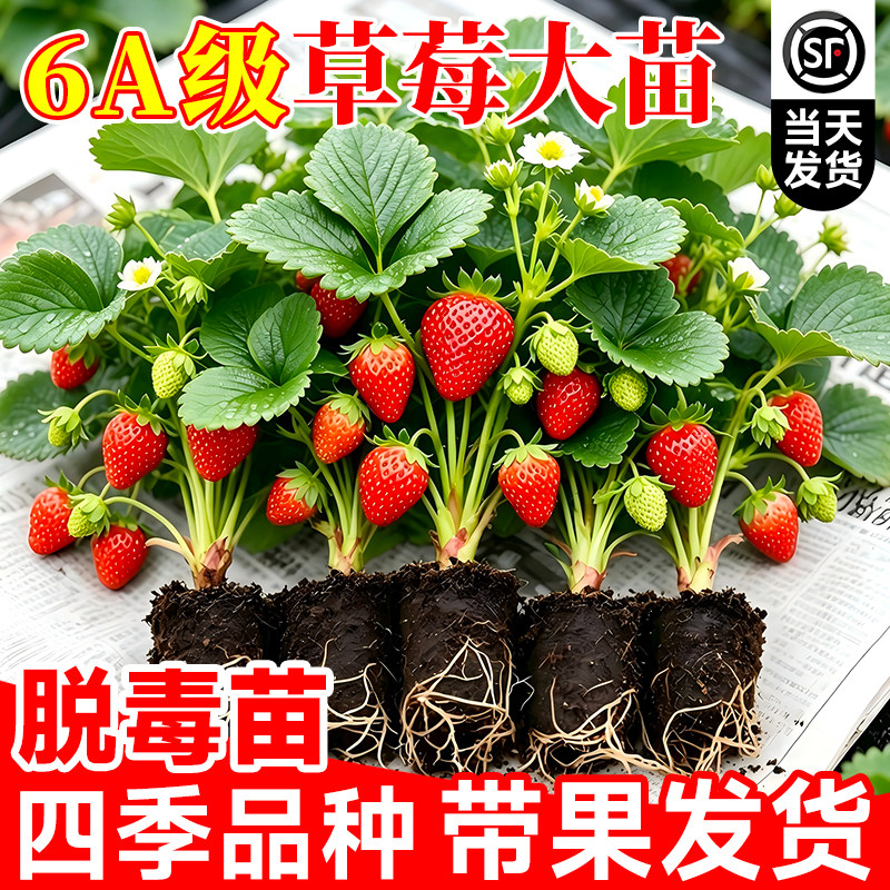 草莓苗秧盆栽奶油四季结果图片