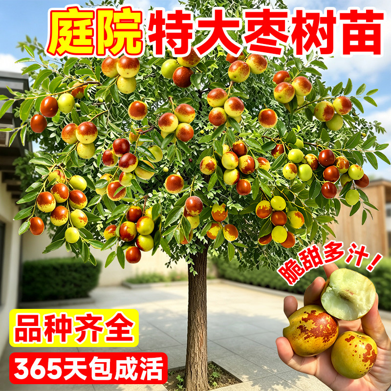 特大枣树活苗嫁接大枣超甜带土球南北方庭院盆地栽沾化冬枣矮化苗