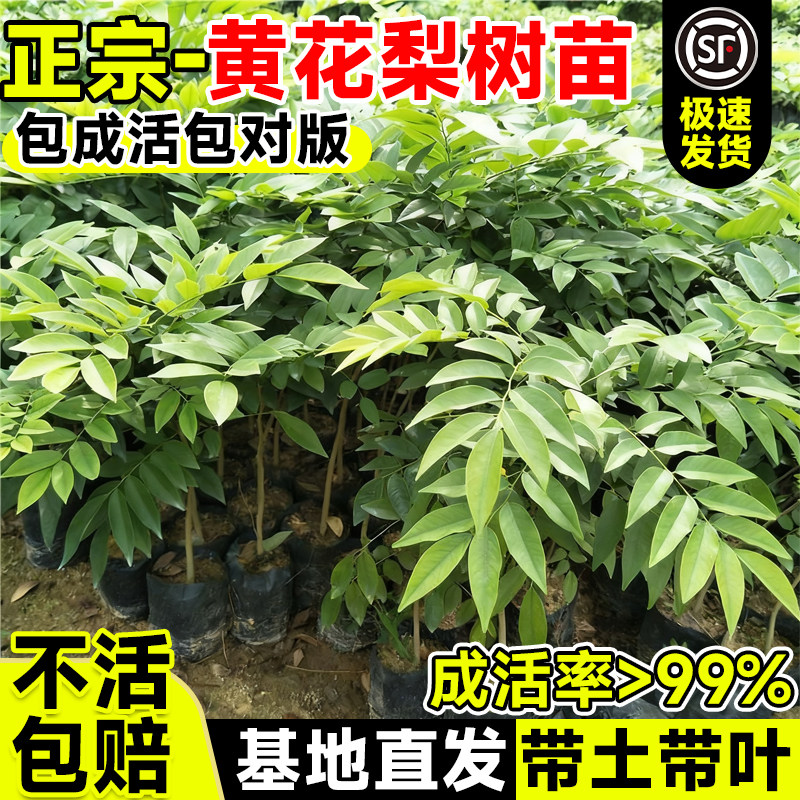 海南庭院正宗盆栽地栽四季种植图片