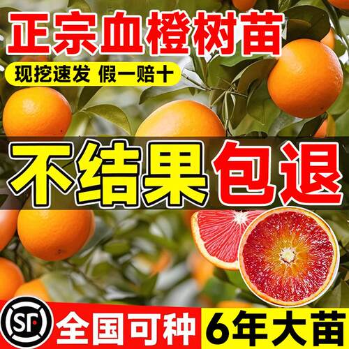 正宗血橙橘子树苗盆栽爱媛