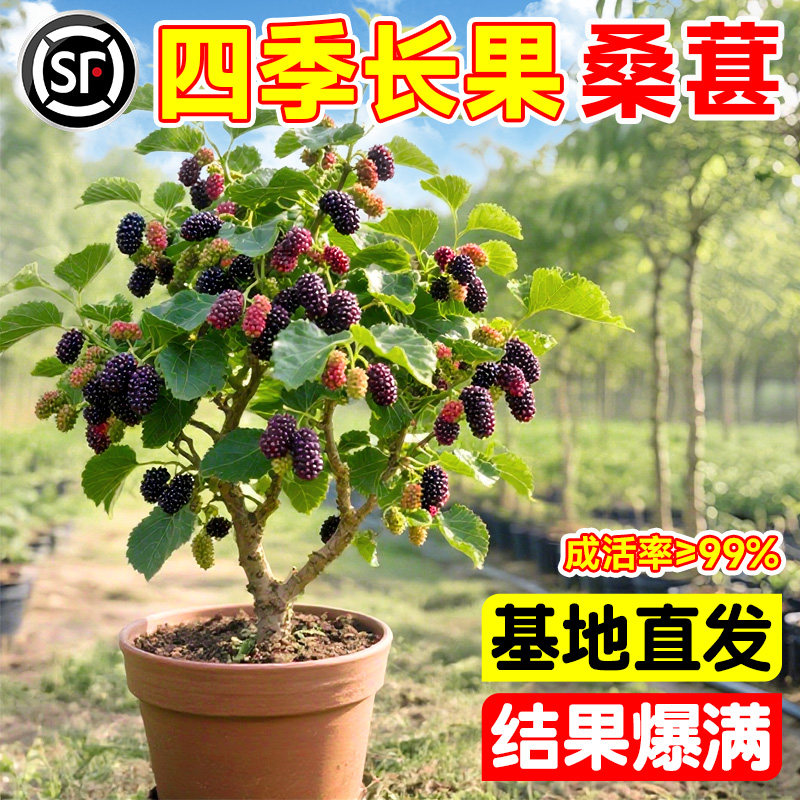大长果桑葚树苗台湾长果无籽大十金蜜白桑椹盆栽地栽阳台不活包补