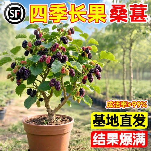 大长果桑葚树苗台湾长果无籽大十金蜜白桑椹盆栽地栽阳台不活包补