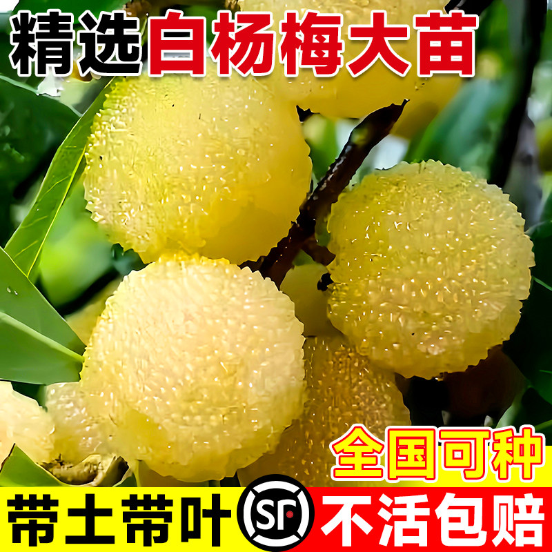 水晶白杨梅树苗嫁接大果仙居东魁杨梅苗南北方庭院盆栽地当年结果