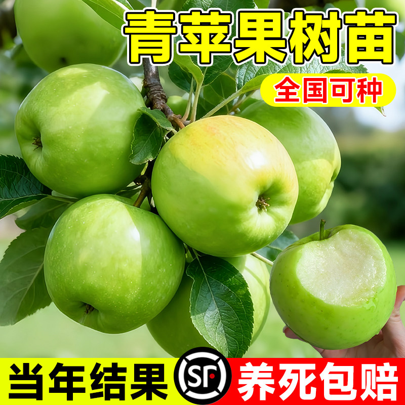 瑞雪苹果树果苗南北方庭院种植耐寒特大号盆栽嫁接青苹果当年结果