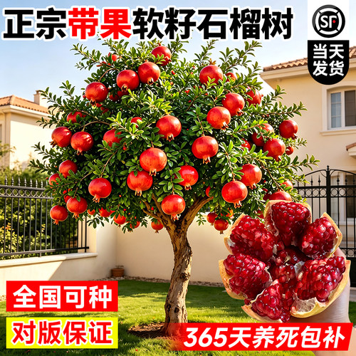特大突尼斯软籽石榴树苗嫁接