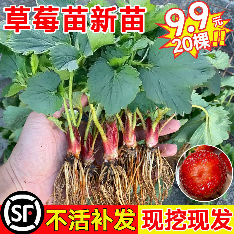 四季草莓苗红颜奶油草莓秧大棚种植草莓盆栽当年结果新苗裸根果苗
