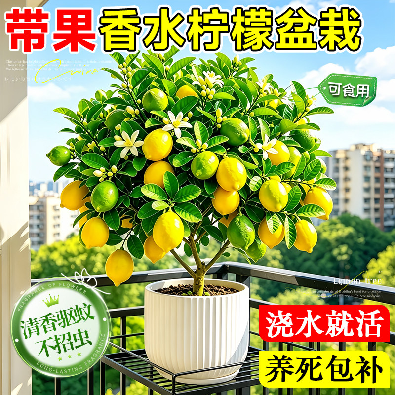 香水柠檬树盆栽带果老桩可食用图片