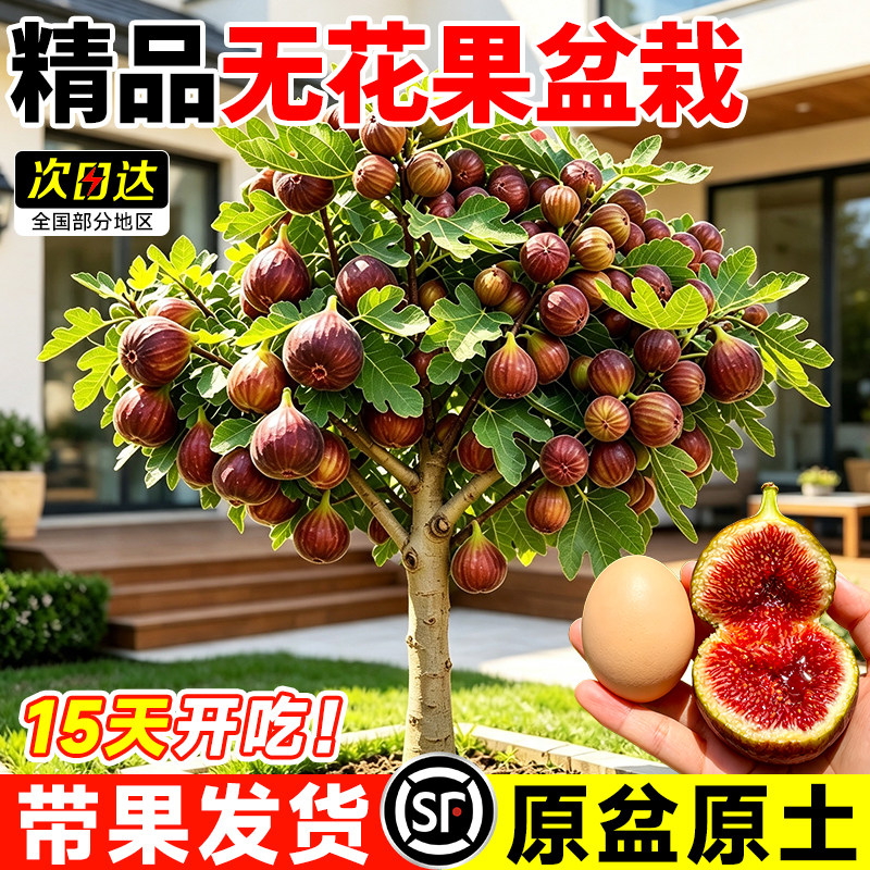 波姬红无花果树苗矮化带果盆栽图片