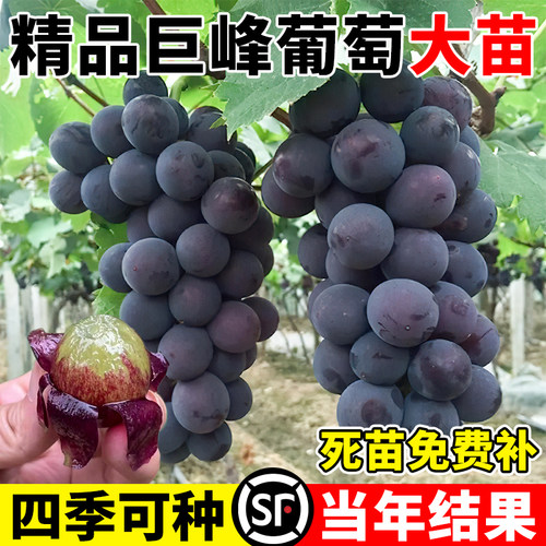 巨峰葡萄树苗南北方种植庭院爬藤耐寒特大号