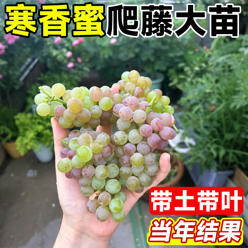 寒香蜜葡萄苗老桩嫁接苗北方种植图片