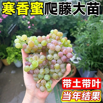 寒香蜜葡萄苗老桩嫁接苗北方种植
