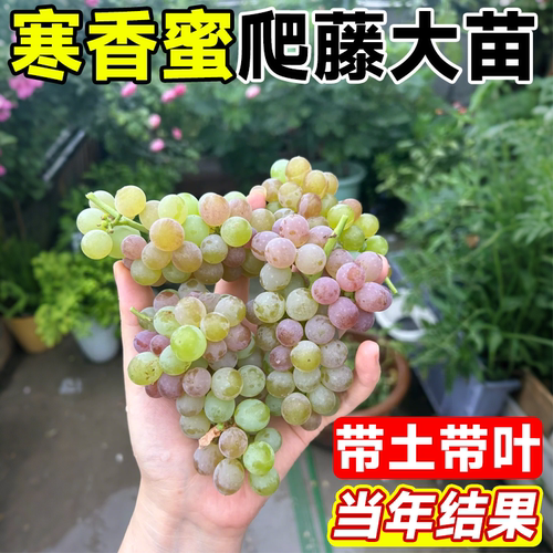 寒香蜜葡萄苗老桩嫁接苗北方种植