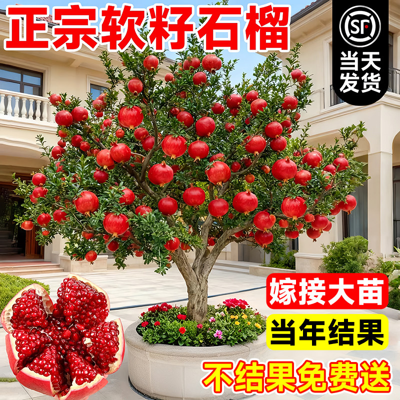 突尼斯软籽石榴树苗地栽当年结果图片