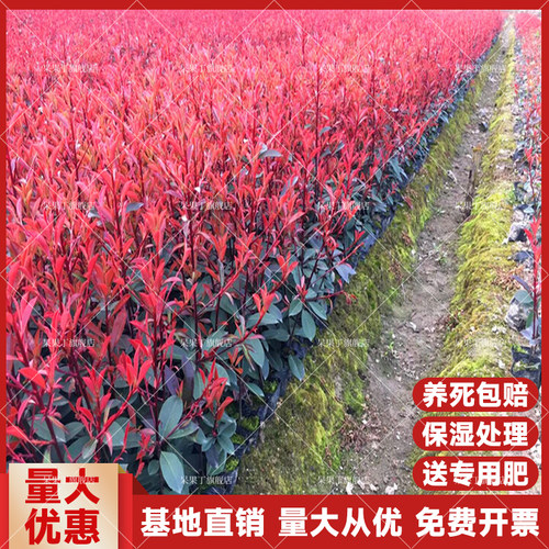 红叶石楠树苗庭院花园篱笆苗