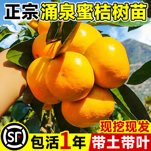 涌泉蜜橘树苗四季好养桔子树树苗