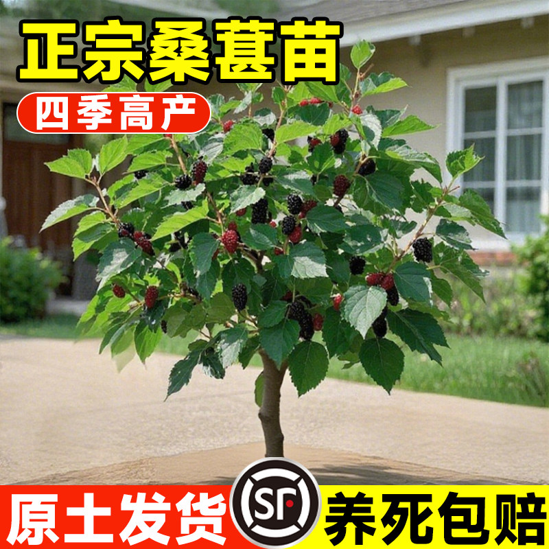 大长果桑葚树苗台湾长果无籽大十金蜜白桑椹盆栽地栽阳台不活包补