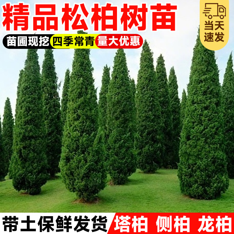 塔柏树苗塔柏扁柏松柏侧柏树苗图片