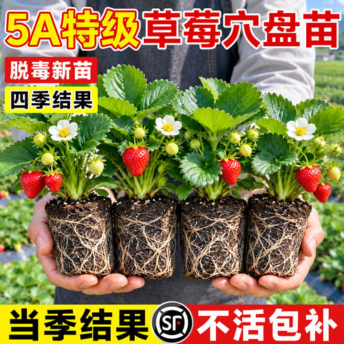 脱毒带土草莓苗四季结果阳台盆栽
