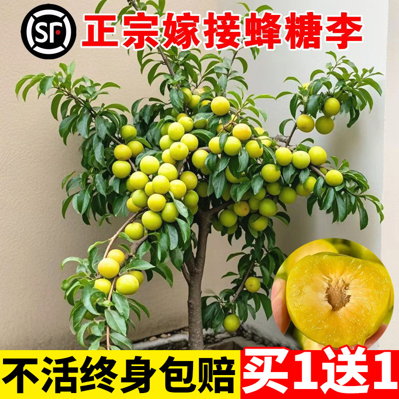 贵州三华李新品种盆栽南北可种图片
