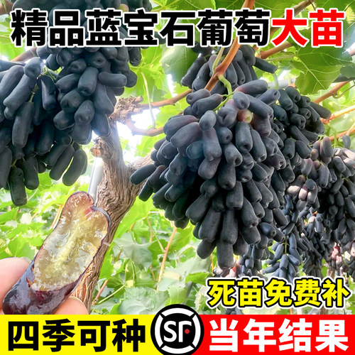 蓝宝石葡萄树苖盆栽地栽大苗爬藤果树南方北
