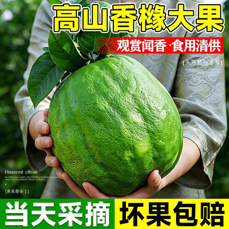 云南现摘新鲜香橼佛手柑清香绿植图片