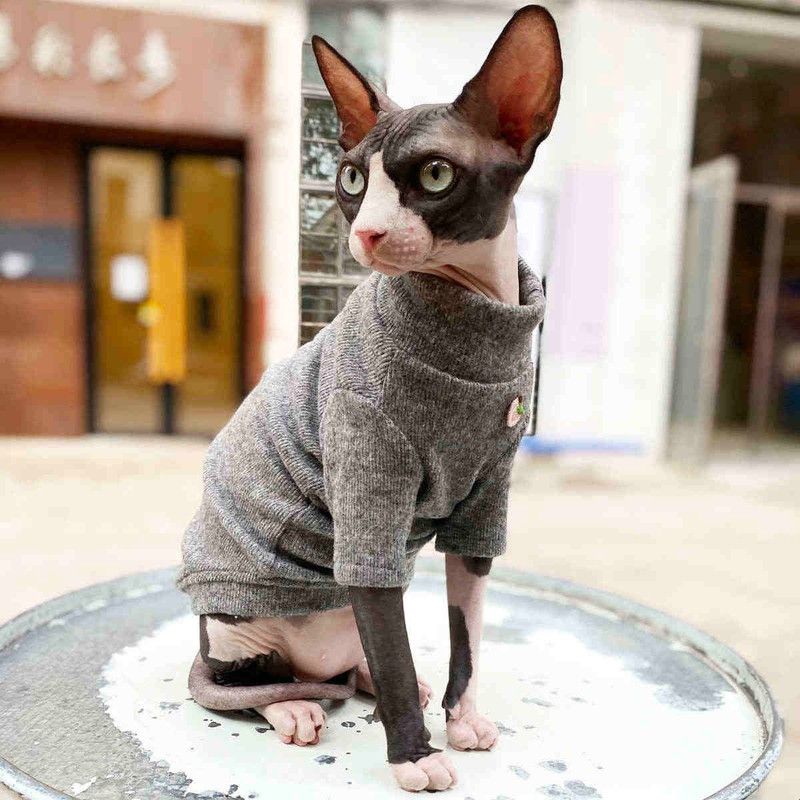 斯芬克斯矮脚无毛猫衣服德文猫针织高领秋冬春季打底衫高弹毛衣软图片