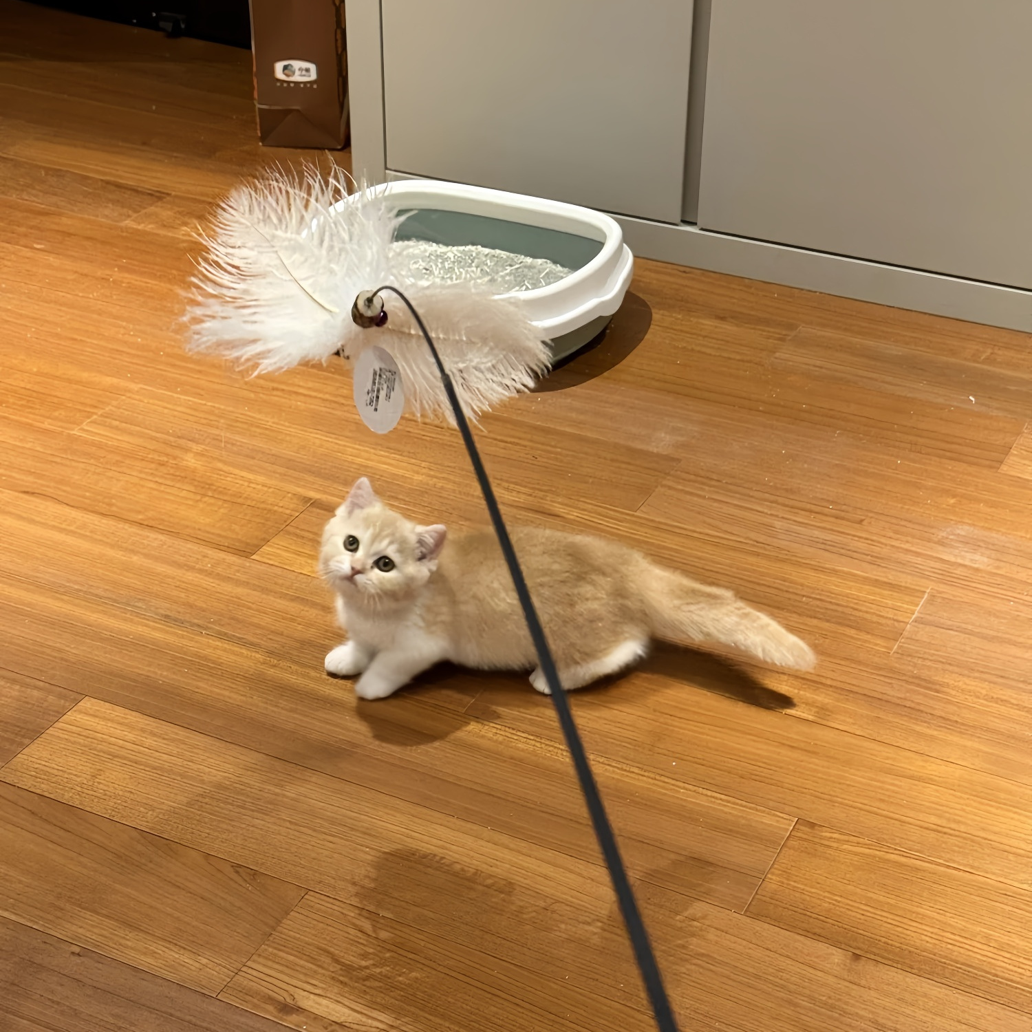 姨姨给的巨型逗猫棒猫猫很喜欢