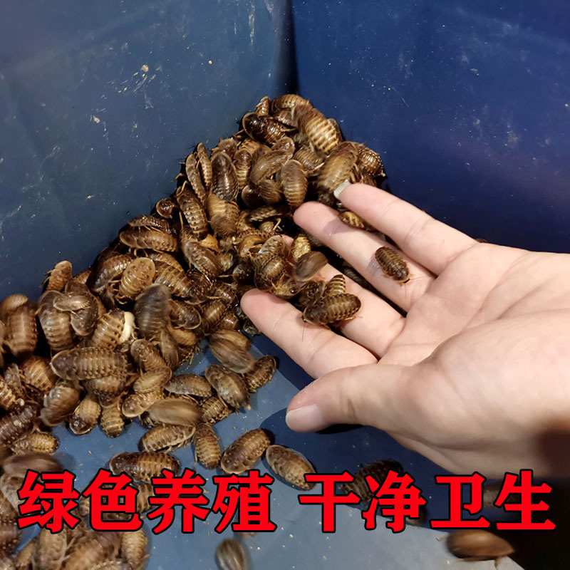 杜比亚蟑螂活虫画眉鸟四喜饲料蛋白质爬宠宠物