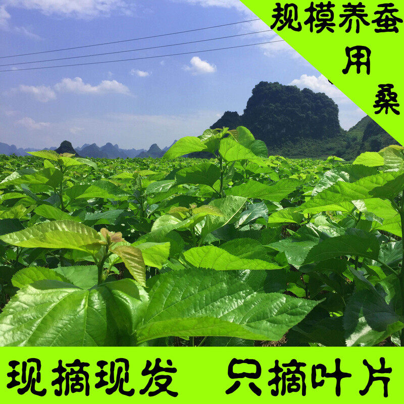 新鲜嫩桑叶蚕宝宝桑叶蚕宝宝吃的桑叶食物嫩桑叶活体蚕叶桑叶喂蚕图片