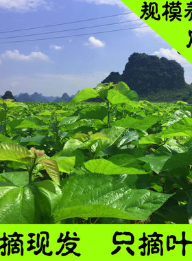 新鲜嫩桑叶蚕宝宝桑叶蚕宝宝吃的桑叶食物嫩桑叶活体蚕叶桑叶喂蚕