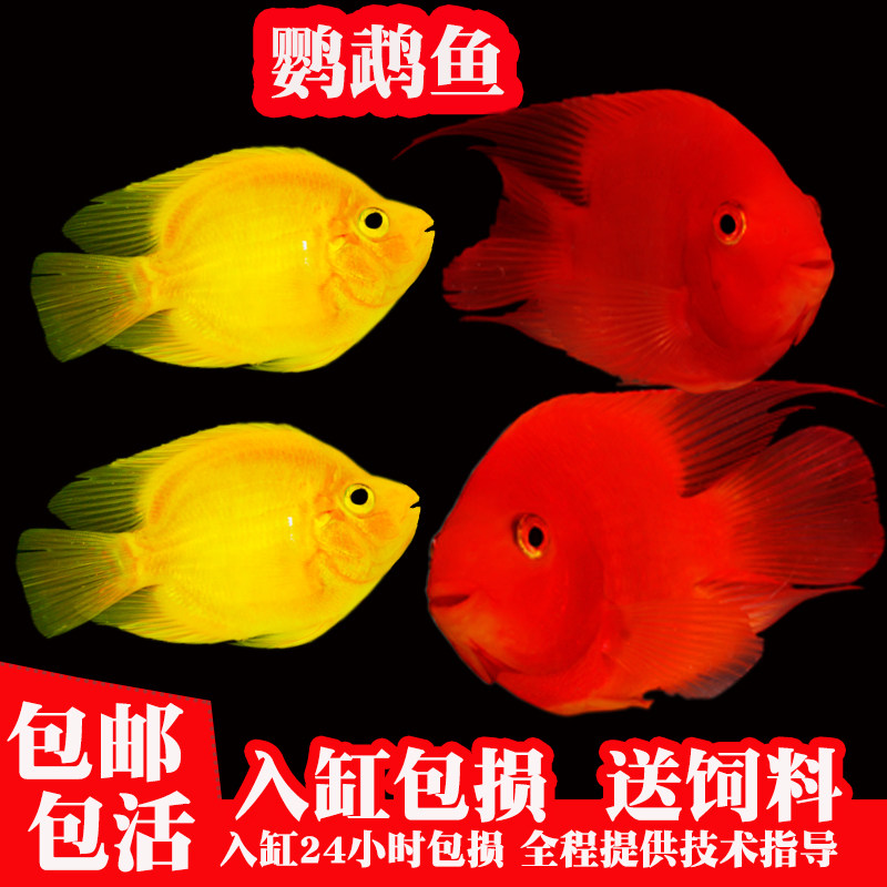 活体淡水中大型热带观赏鱼元宝鹦鹉鱼财神血鹦鹉地图龙鱼