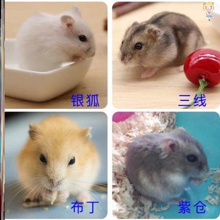 家养宠物仓鼠活体幼崽银狐布丁紫仓三线 奶茶金狐 公婆情侣鼠包活