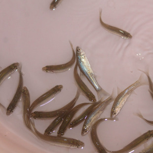 喂乌龟的小鱼苗淡水草鱼麦穗鱼练手鱼鲫鱼龙鱼饲料活体鱼观赏鱼