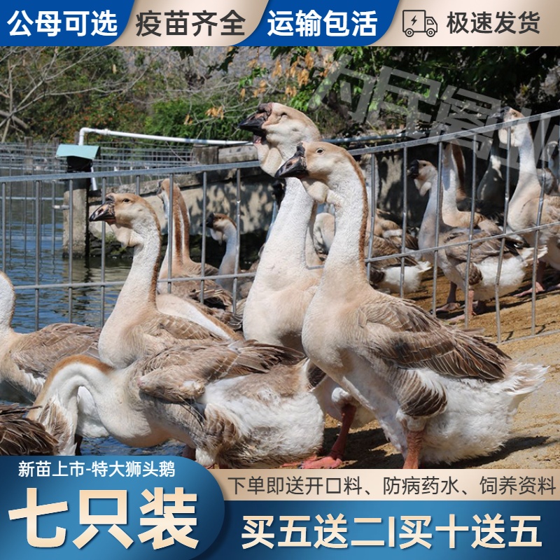 (五只装)纯种狮头鹅苗活体巨型狮子头鹅活苗潮汕狮头鹅种苗包邮