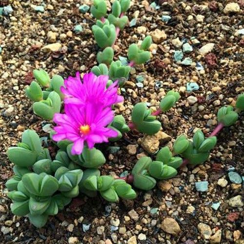 玉观音植物多少钱 玉观音植物价格 小麦优选